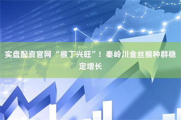 实盘配资官网 “猴丁兴旺”！秦岭川金丝猴种群稳定增长
